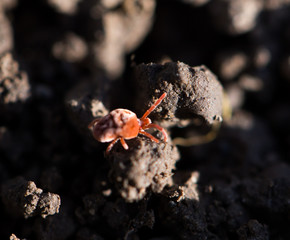 small insect in nature. macro