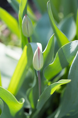 closed tulip in nature. macro