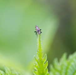 small insect in nature. macro