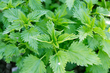 green nettle bush