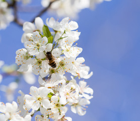bee on flowers tree. macro