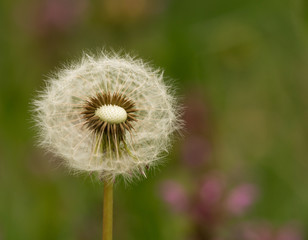 Dandelion