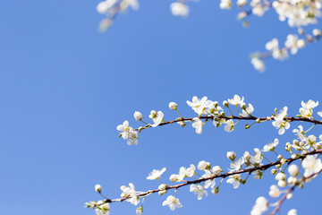 beautiful flowers on the branches of a tree