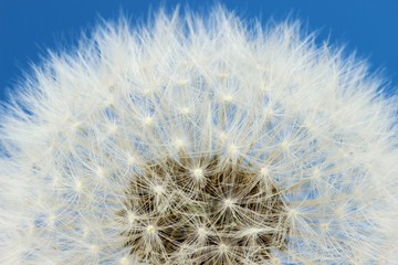 Pusteblume vor blauem Hintergrund