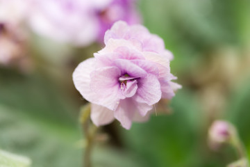 Fototapeta premium violet flowers. macro
