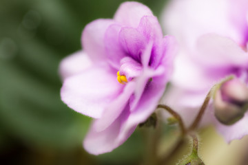 Fototapeta na wymiar kwiaty fioletowe. makro