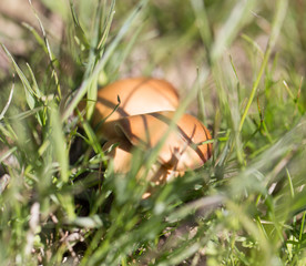 mushrooms in the grass outdoors