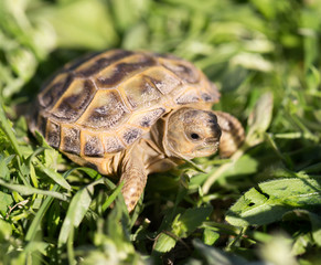 turtle in nature