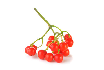 Cluster of red rowanberry