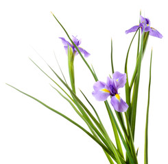 Beautiful iris flower isolated on white