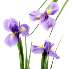 Foto op Plexiglas Iris Mooie irisbloem geïsoleerd op wit
