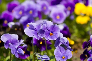 Zelfklevend Fotobehang Viola flowers field © Farmer