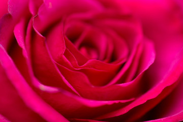 background of beautiful flowers