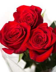 red roses on a white background
