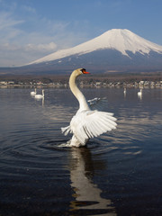 White Swan and Mt Fuji