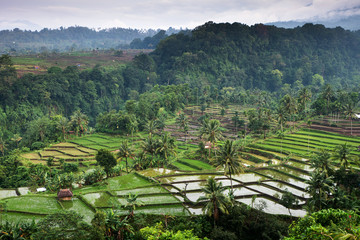 terraced rice fields around Senaru, Lombok, Indonesia, Asia - 64078491