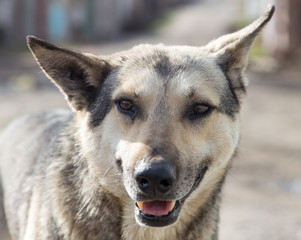 portrait of a dog