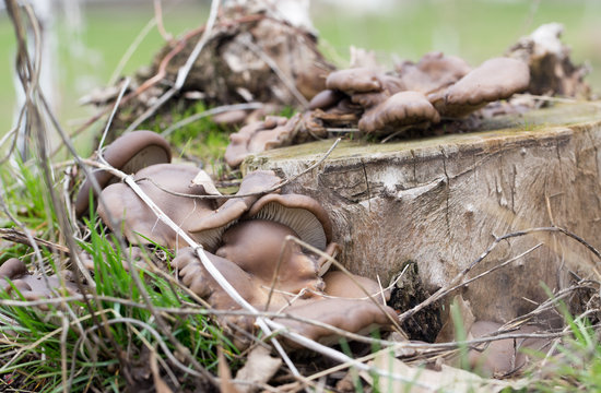 oyster mushrooms in nature