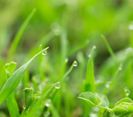 drops of dew on the grass. macro