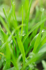 drops of dew on the grass. macro