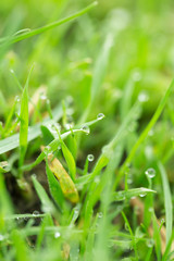 drops of dew on the grass. macro