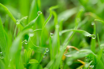 drops of dew on the grass. macro