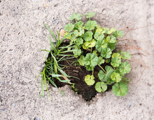 grass in concrete
