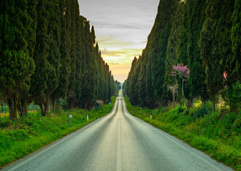 Bolgheri famous cypresses tree straight boulevard on sunset. Mar