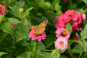 Fototapeta na wymiar Schmetterling 118