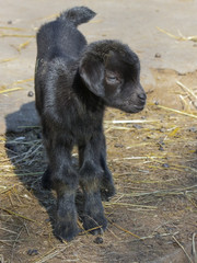 Black goatling (Capra hircus)