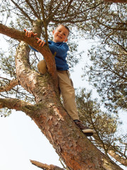 young boy  tree climbing