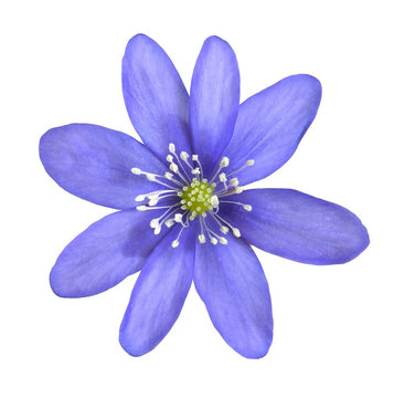 Liverleaf, hepatica nobilis isolated on white background