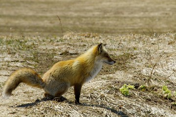 春のキタキツネと蕗の薹