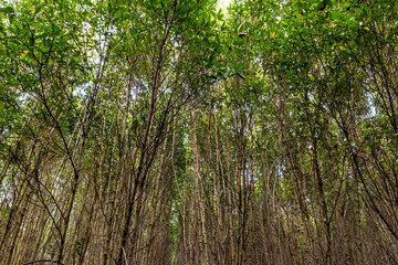 Fototapeta premium Mangrove forest on summer