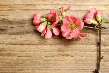 Flowering quince (cydonia oblonga)