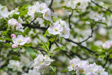 Apple blossom