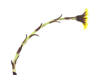 Coltsfoot flower, Tussilago farfara isolated on white background