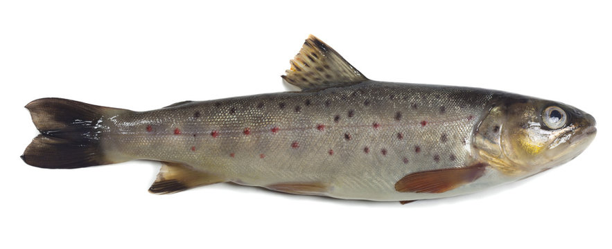 Brown trout, Salmo trutta fario isolated on white background