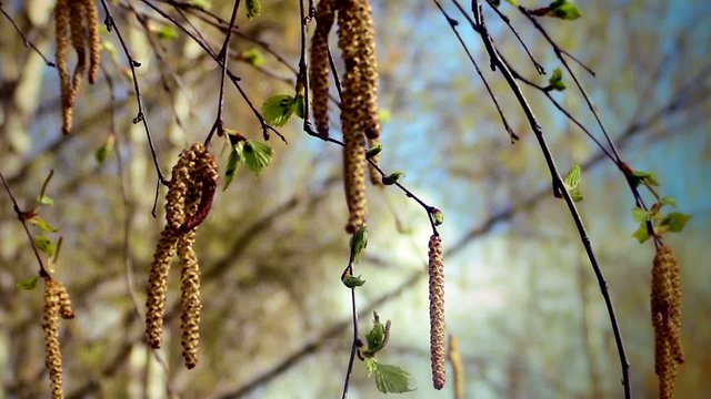 Spring birch catkins