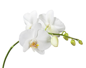 Fototapeta na wymiar Trzy dni starego Orchidea samodzielnie na białym tle.