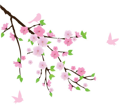 vector cherry blossom with birds