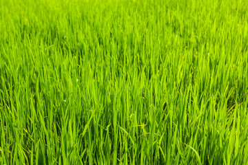 Rice close up, India