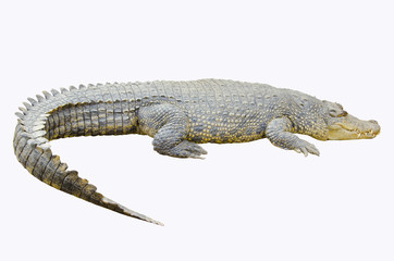 Crocodile on white background
