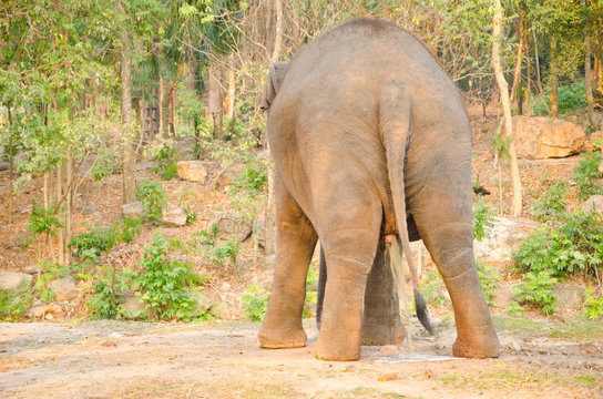 Back of the elephants at the urinating.