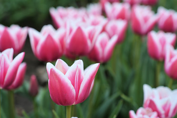 Tulpen