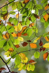 Autumn Leaves in the forest