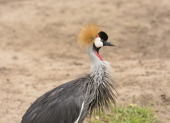 Grey Crowned Crane in the Wilds
