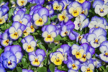 Pansy flowers nature background