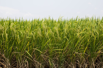 The beautiful landscape of rice fields in Thailand.