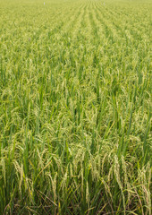 The beautiful landscape of rice fields in Thailand.